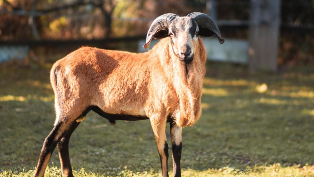Ferienhof Gruene Kuh Elsteraue Exterior foto