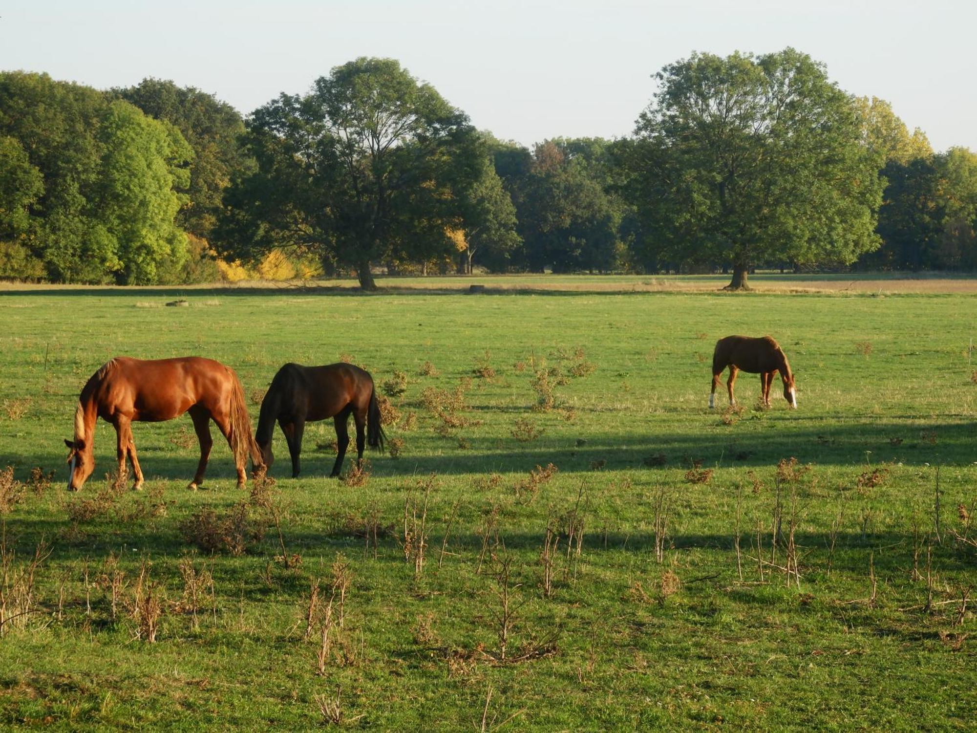 Ferienhof Gruene Kuh Elsteraue Exterior foto